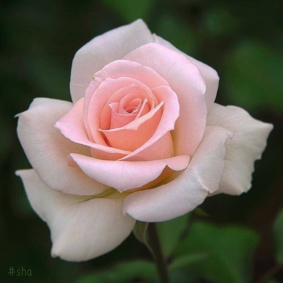 Meet your Posher, Katrina - Picture 1 of 1